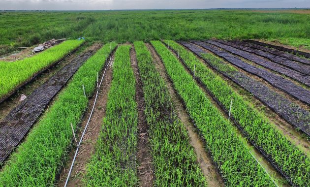 Gaji Karyawan PT Pratama Nusantara Sakti