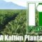 Gaji PT REA Kaltim Plantations